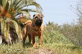 SHAR-PEI 327